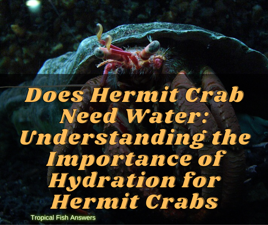 Does Hermit Crab Need Water