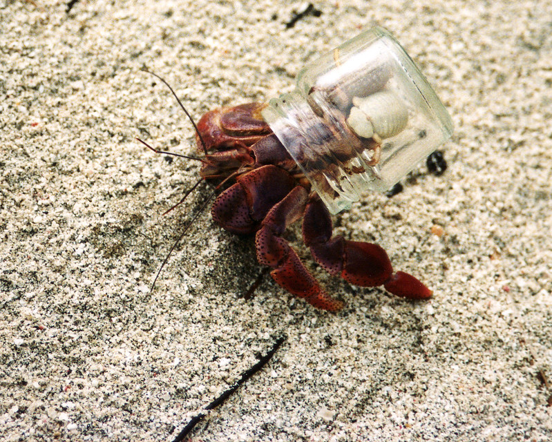 Glass Hermit Crab Shell