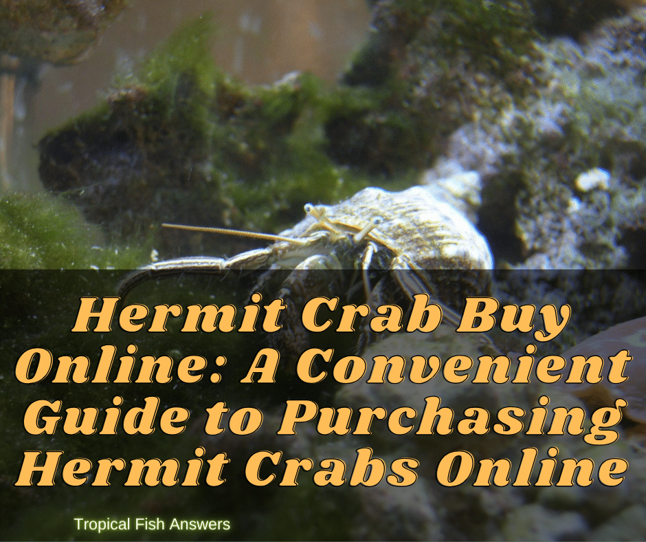 Hermit Crab Buy Online