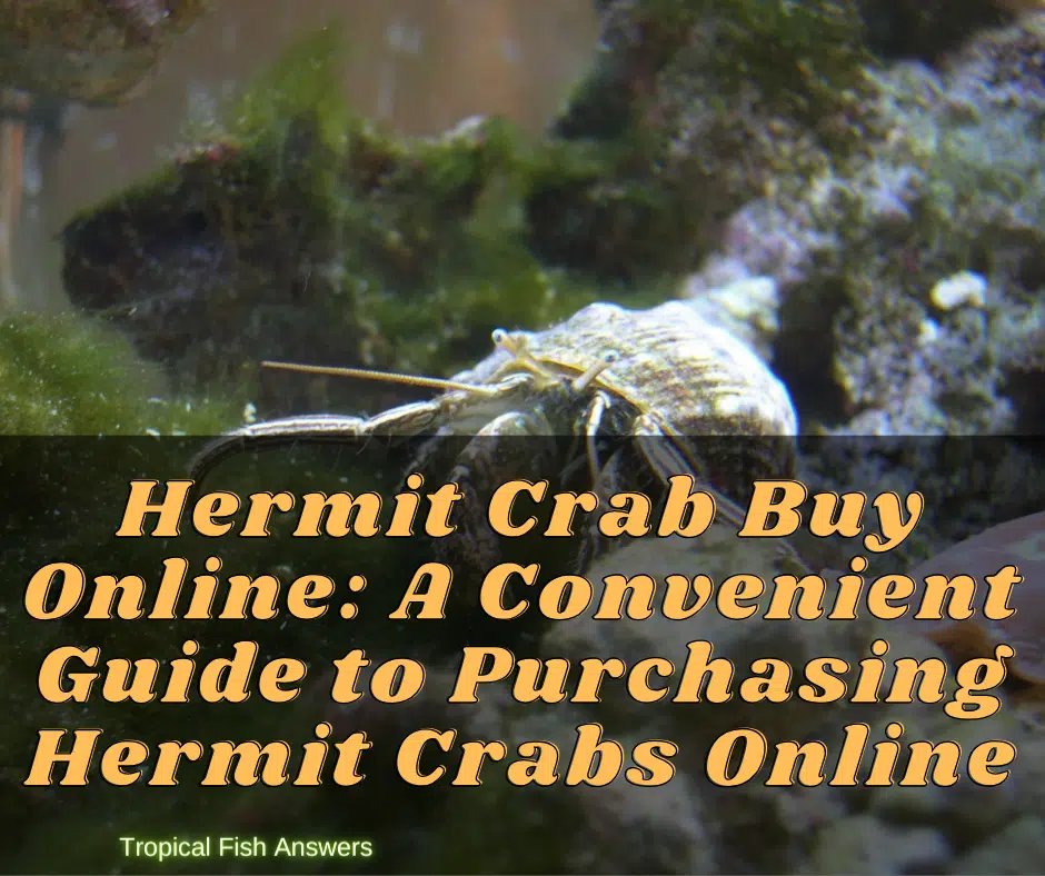 Hermit Crab Buy Online