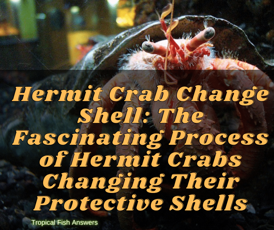 Hermit Crab Change Shell
