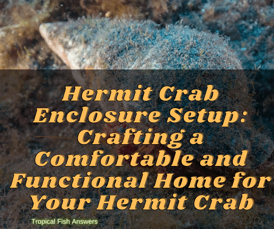 Hermit Crab Enclosure Setup