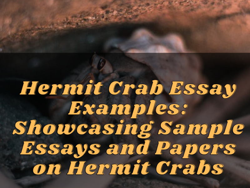 Hermit Crab Essay Examples
