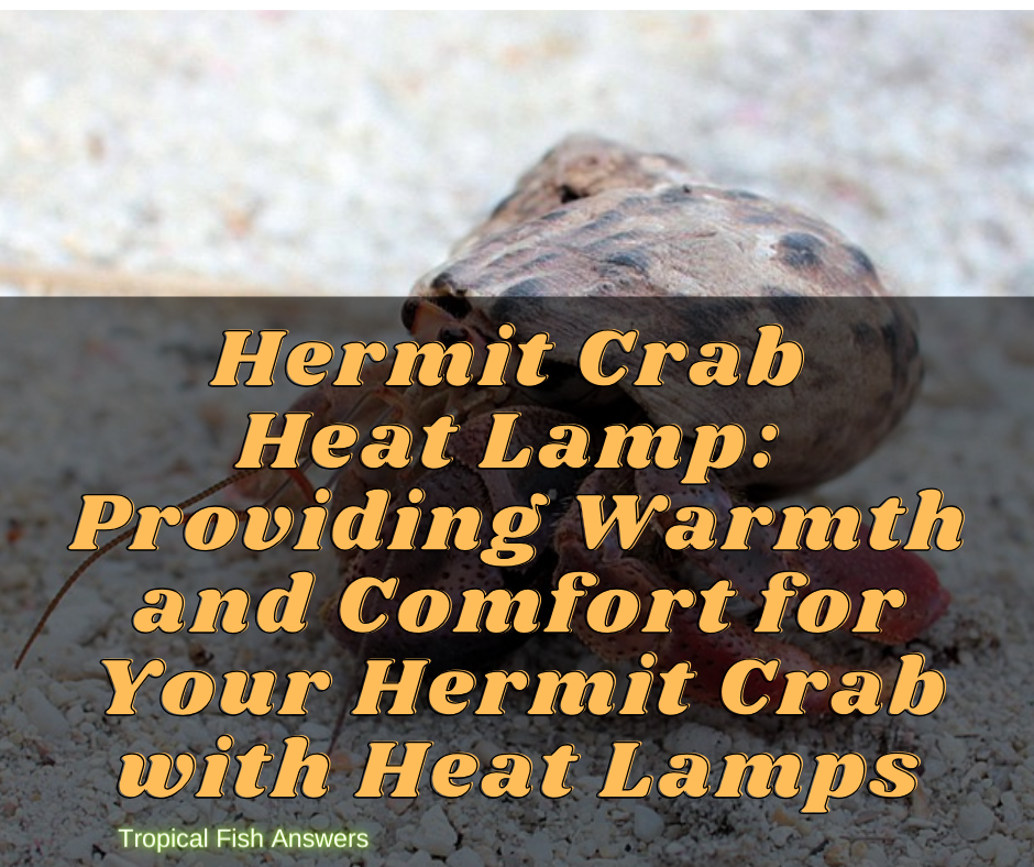 hermit crab heat lamp