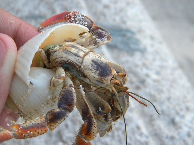 Hermit Crab Without Its Shell