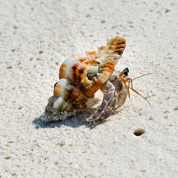 Hermit Crab on Beach