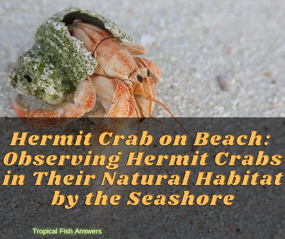 Hermit Crab on Beach