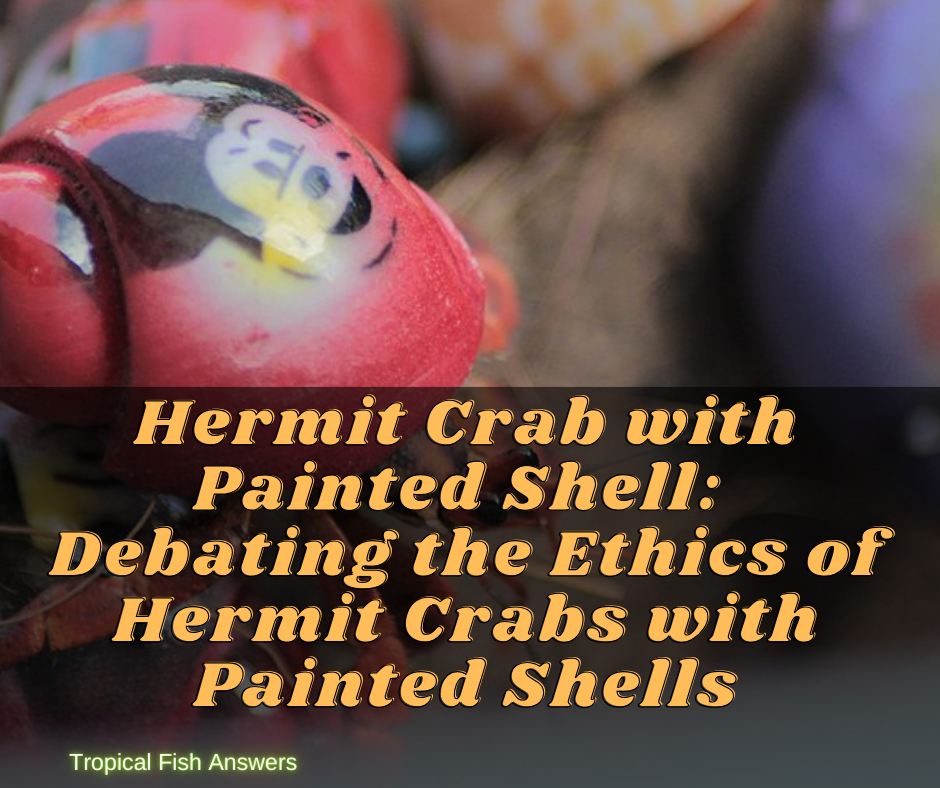 Hermit Crab with Painted Shell