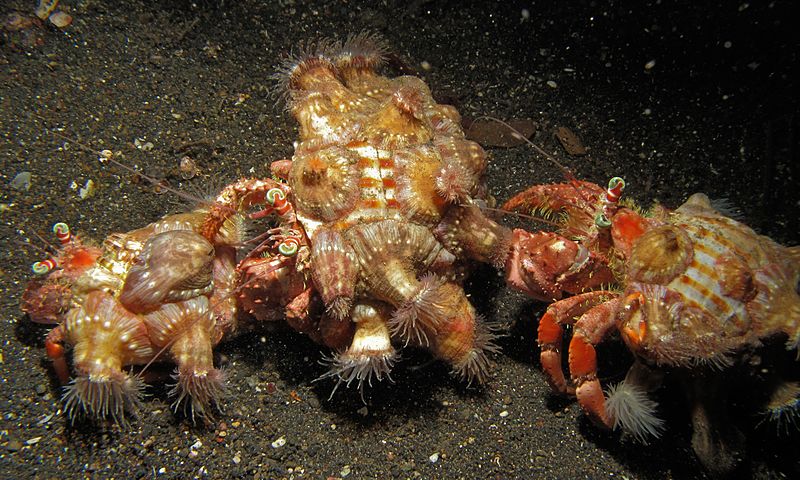 Hermit Crab with Sea Anemone
