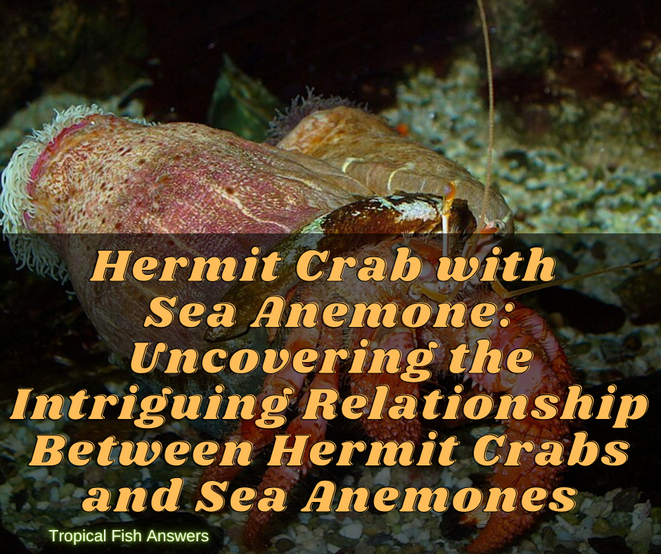 Hermit Crab with Sea Anemone