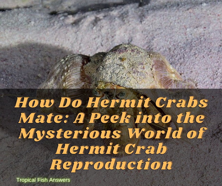 How Do Hermit Crabs Mate