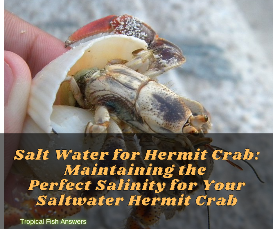 Salt Water for Hermit Crab