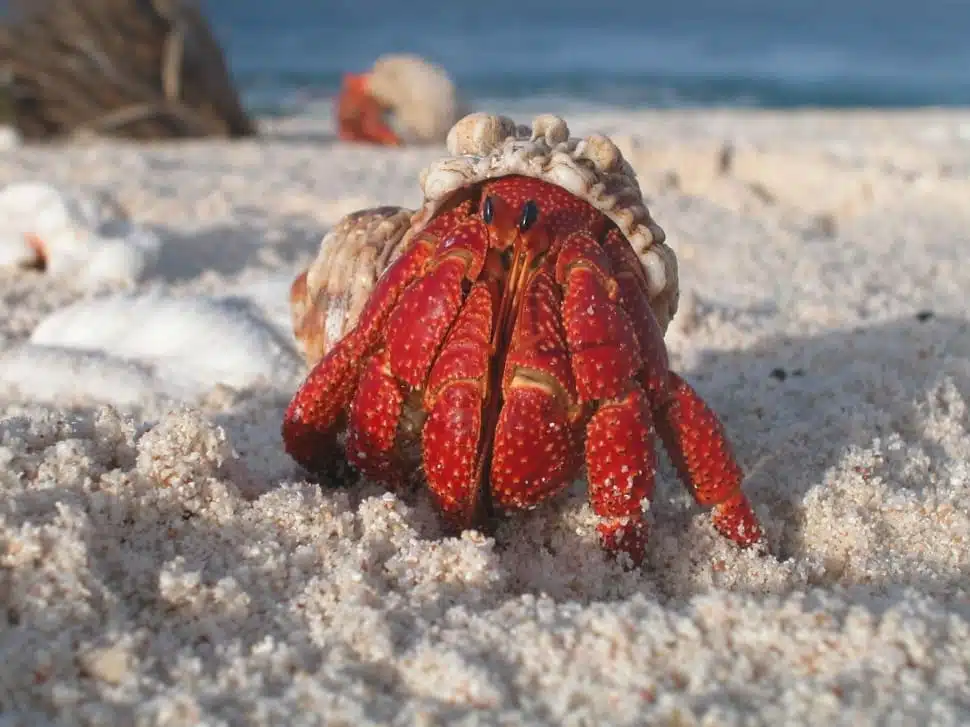 Saltwater Hermit Crab Food