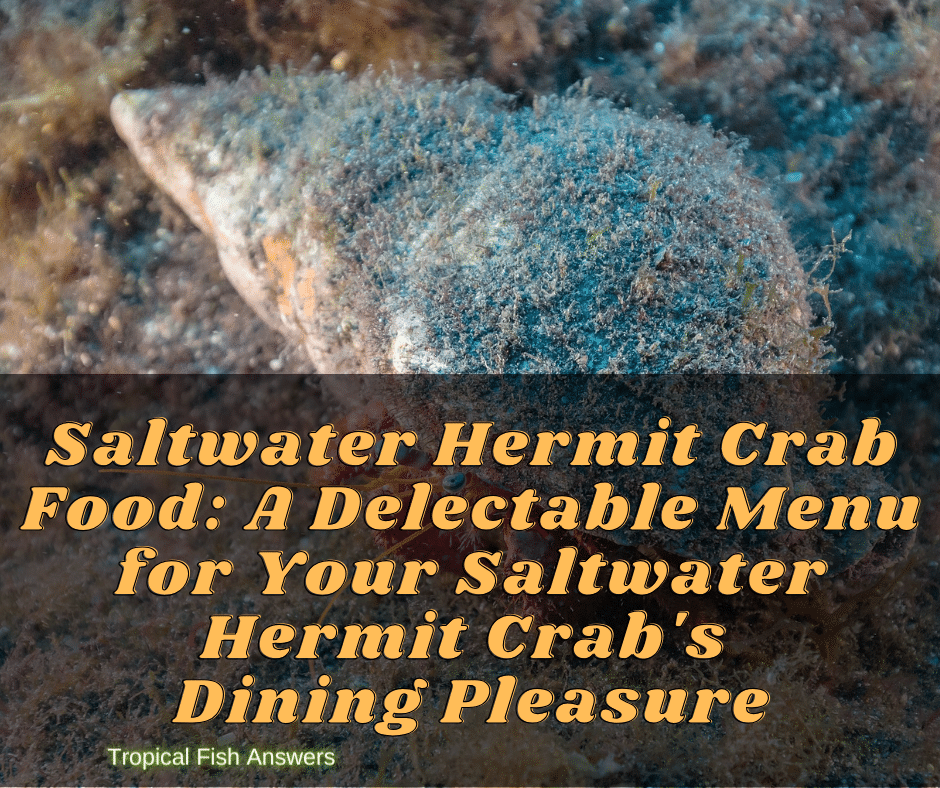 Saltwater Hermit Crab Food
