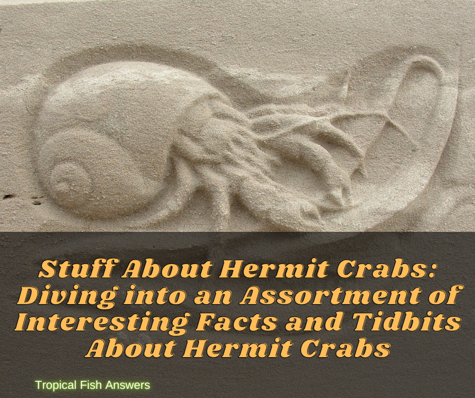 Stuff About Hermit Crabs