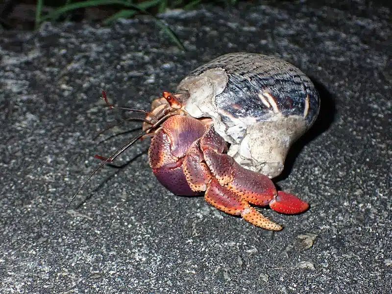 What Do Hermit Crabs Eat