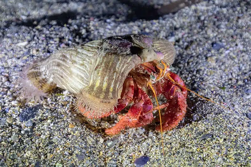 What Do Hermit Crabs Eat