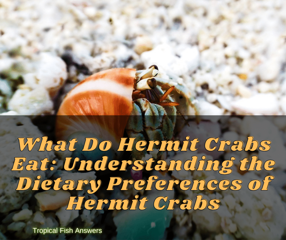 What Do Hermit Crabs Eat