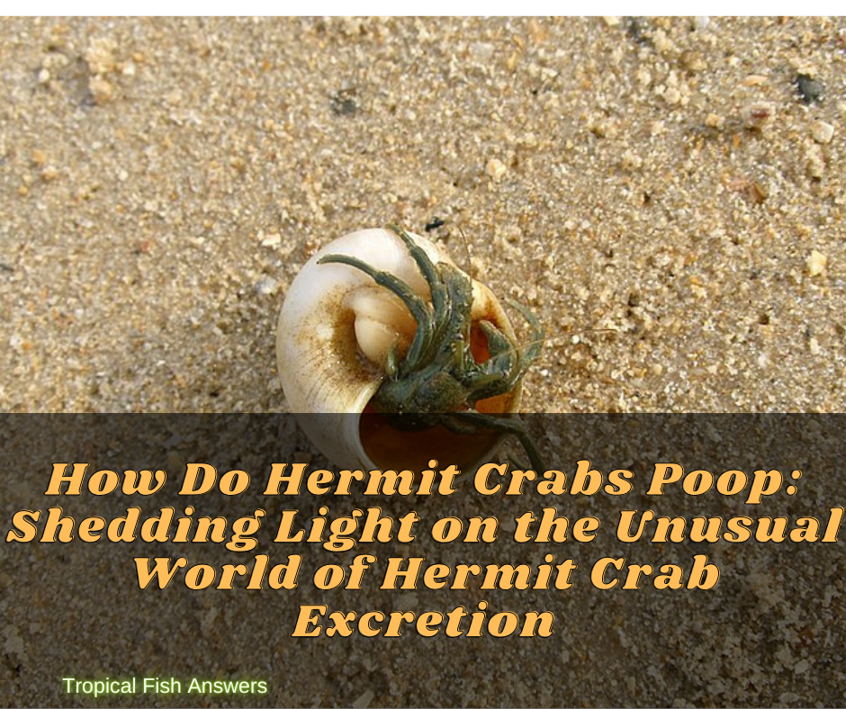 How Do Hermit Crabs Poop