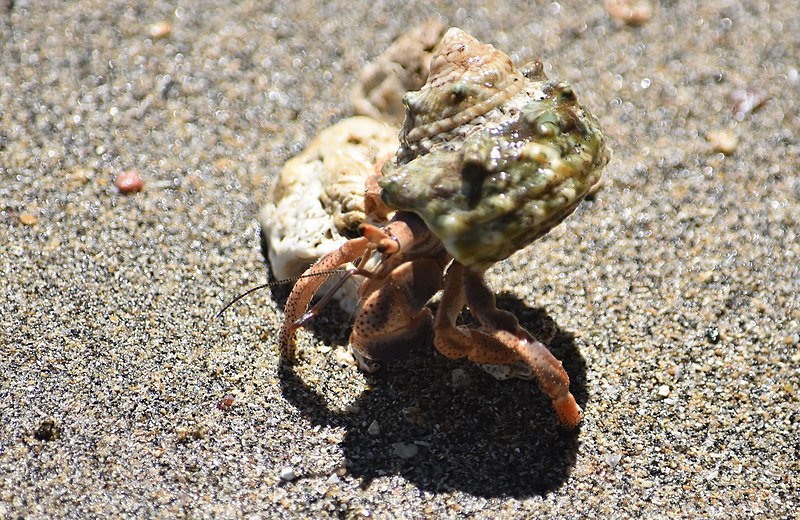 Hermit Crabs Breeding