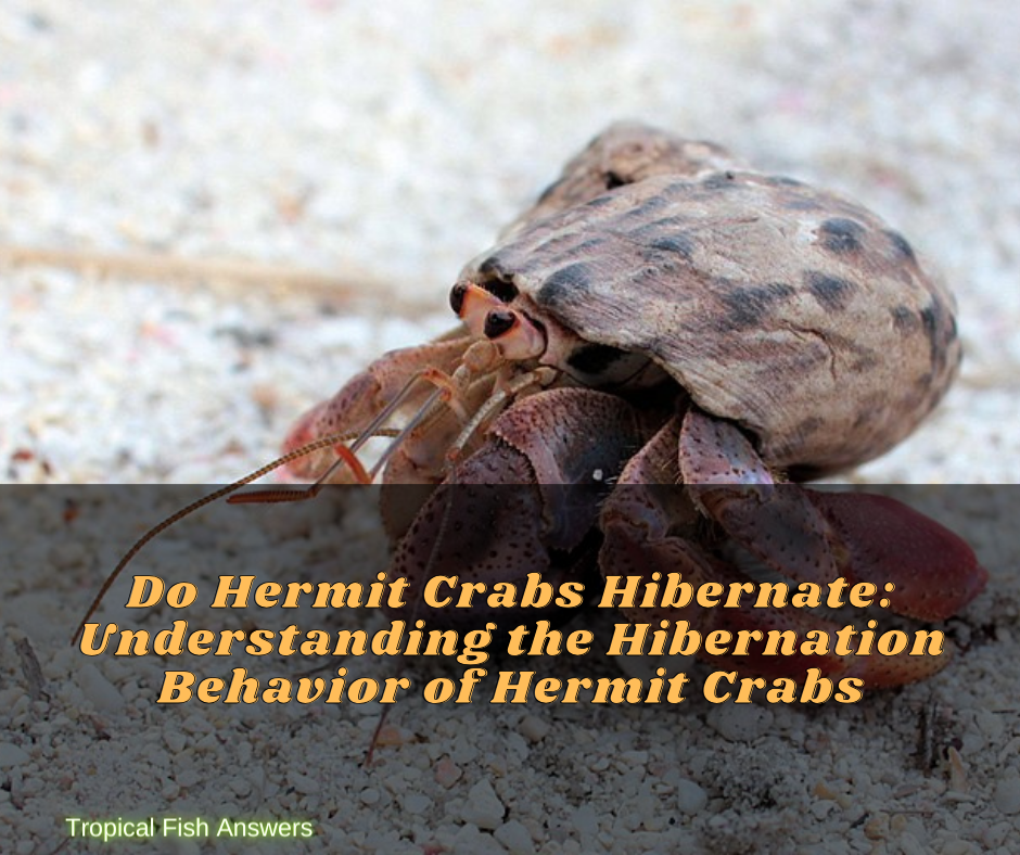 Do Hermit Crabs Hibernate