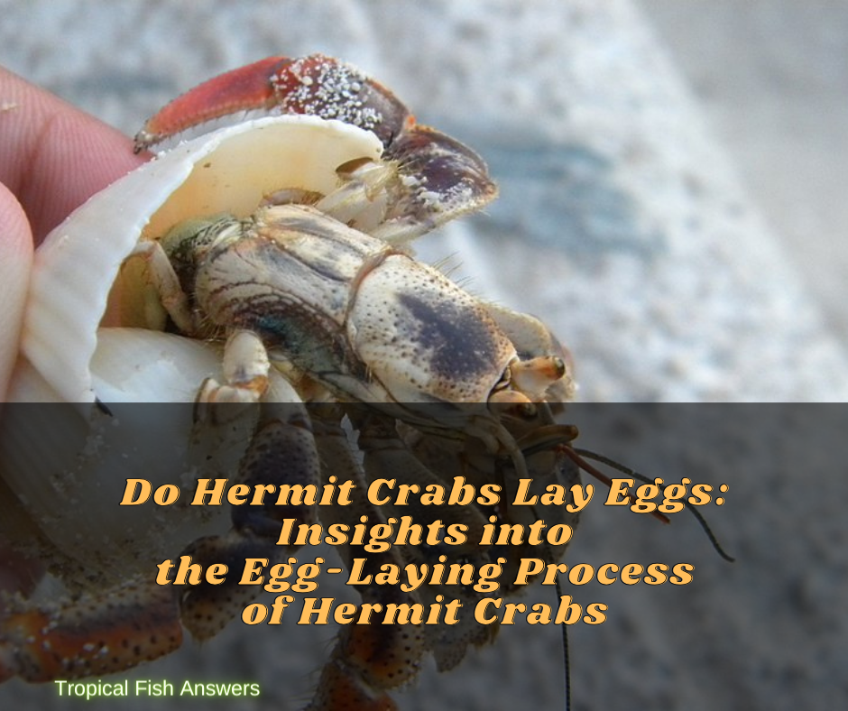 Do Hermit Crabs Lay Eggs