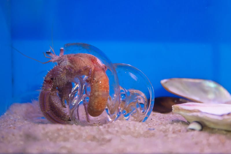 Hermit Crab Glass Shell
