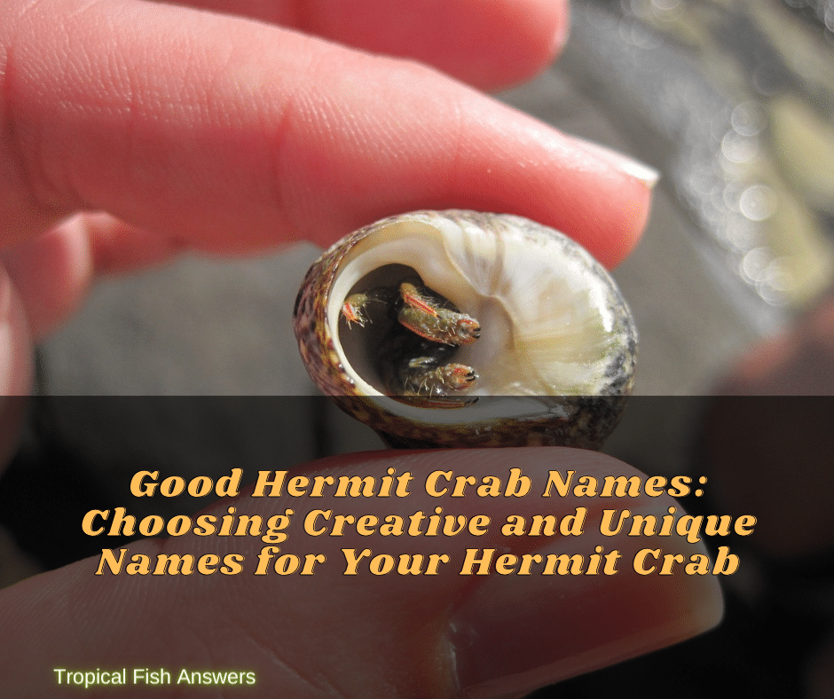Good Hermit Crab Names