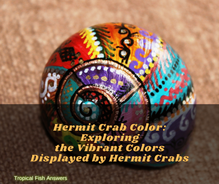 Hermit Crab Color: Exploring the Vibrant Colors Displayed by Hermit ...