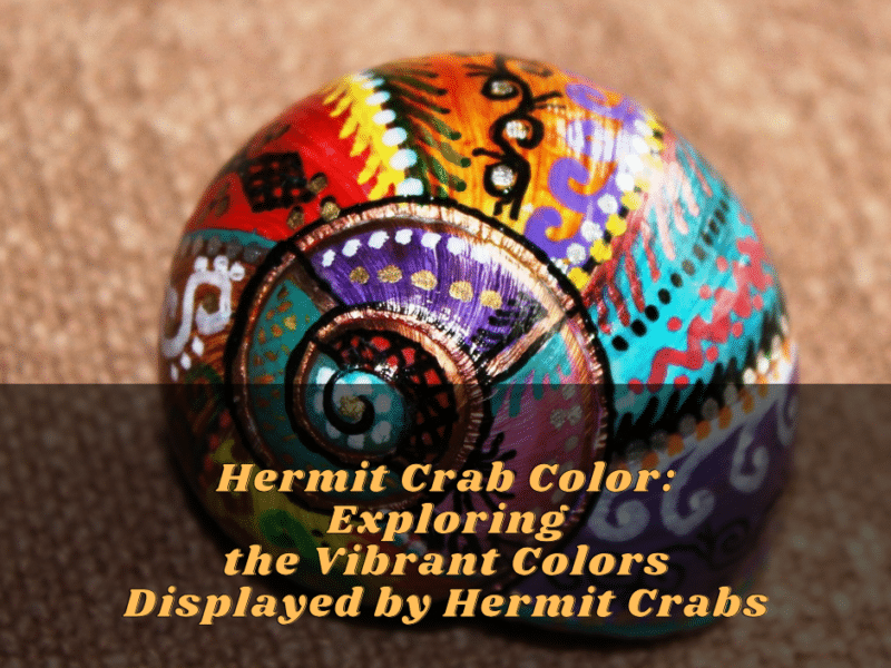 Hermit Crab Color