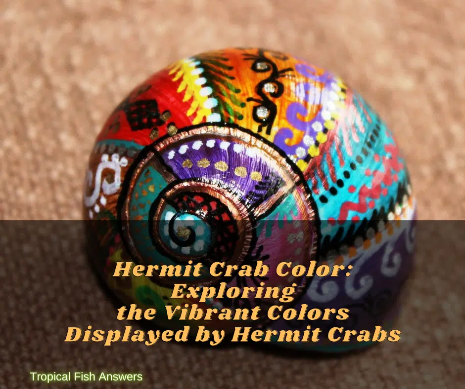 Hermit Crab Color