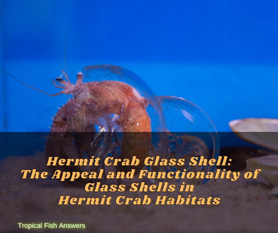 Hermit Crab Glass Shell