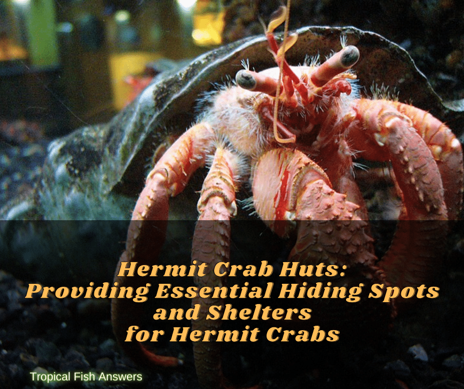 Hermit Crab Huts