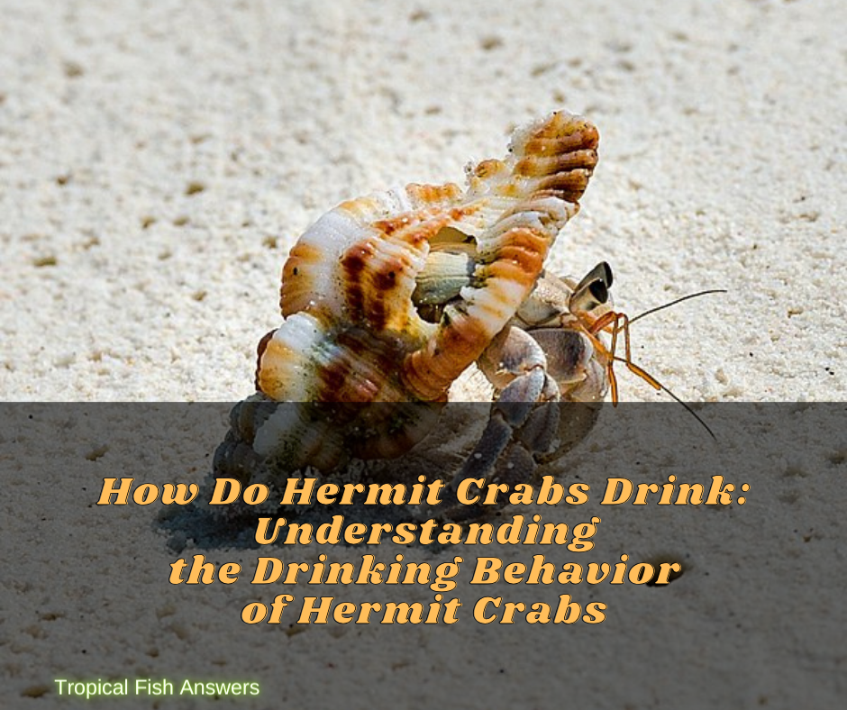 How Do Hermit Crabs Drink
