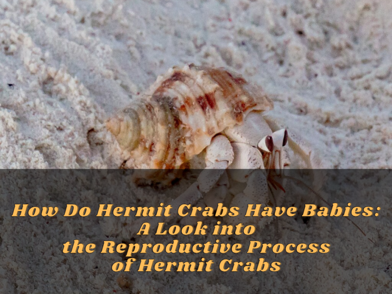 How Do Hermit Crabs Have Babies