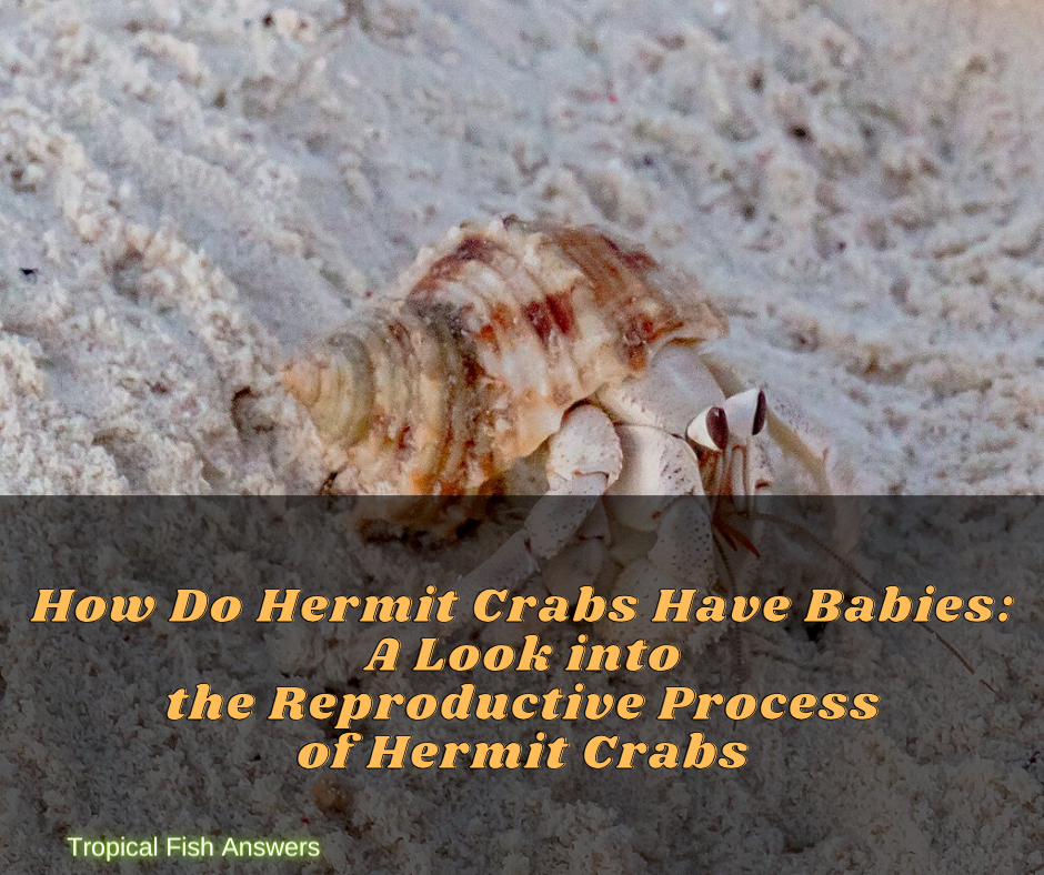 How Do Hermit Crabs Have Babies