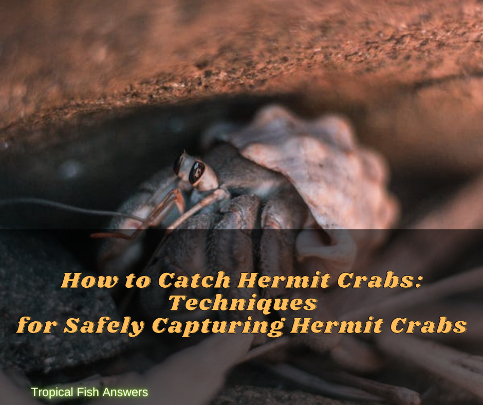 How to Catch Hermit Crabs