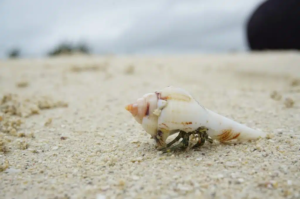 How Do Hermit Crabs Have Babies